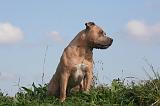 AMSTAFF ADULT 554